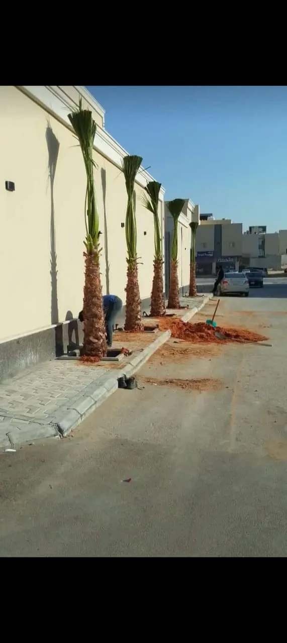 مقاول نخيل متخصص في توريد وزراعة النخيل