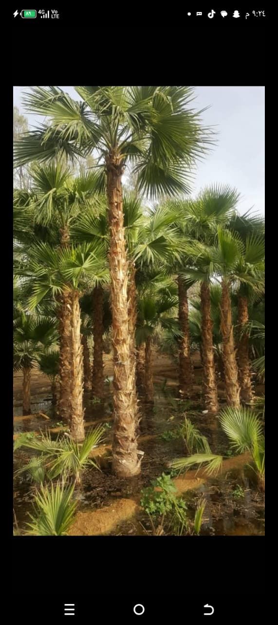 نخيل زينة للحدائق والمداخل وتنسيق المساحات الخارجية
