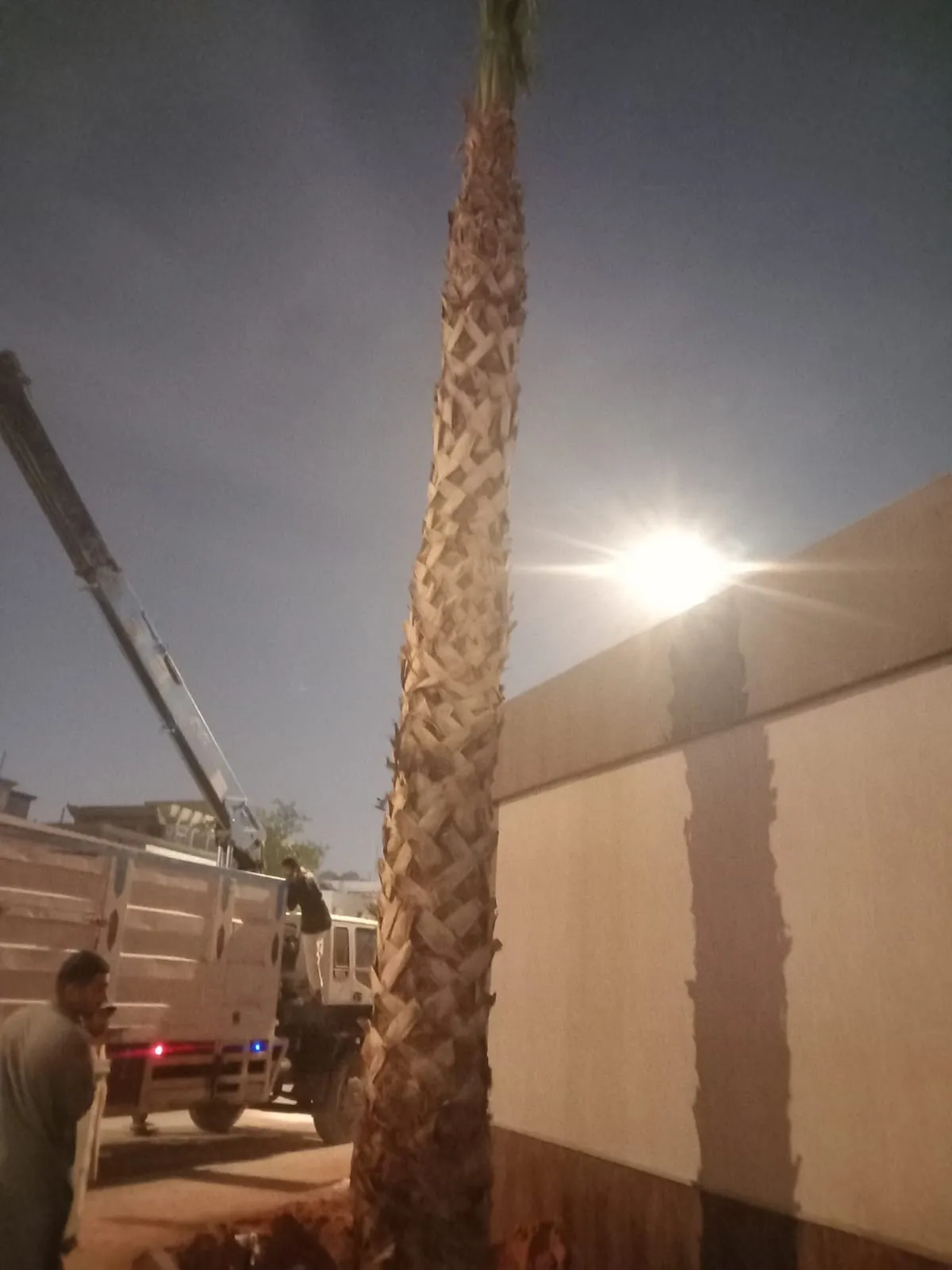 نخيل فينيكس للحدائق وتنسيق المواقع